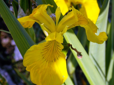 Yellow Iris - flower, yellow, nature, iris