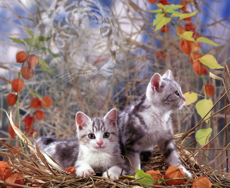 Kittens - cat, animals, pet, kitten, spirit, cats, tiger, cute, fall season