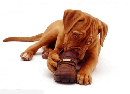 Chewing a shoe - pet, dougue de bordeoux, cute, dog, puppy