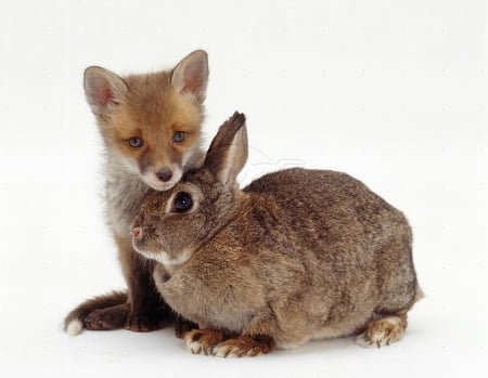 Fox and a rabbit - cub, rabbit, cute, rodent, fox