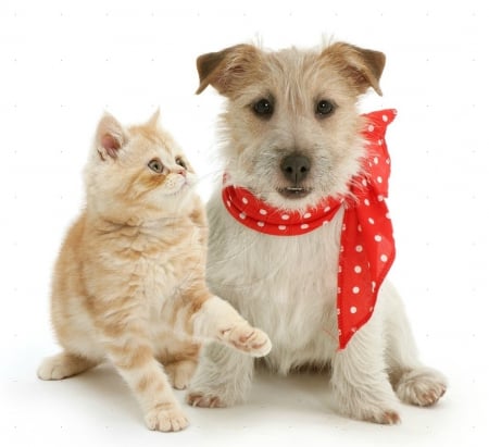 Kitten and jack russel dog - pet, jack russel, kitten, cute, dog, cat