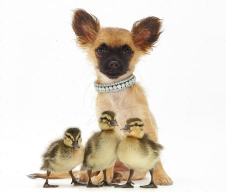 Chihuahua with ducklings - duckling, dog, pet, chihuahua