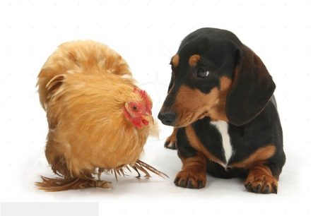 Dachshund with chicken - bird, dachshund, pet, chicken, dog