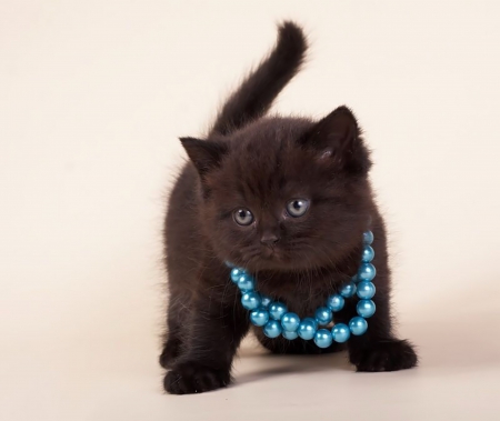 Cute kitten - necklace, pet, cat, kitten