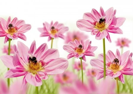 Pink flowers - flowers, pink, nature, bees