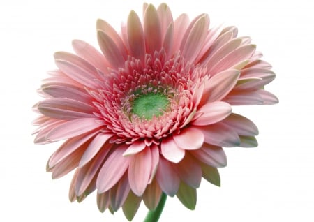 Pink gerbera - daisy, gerbara, flower, pink