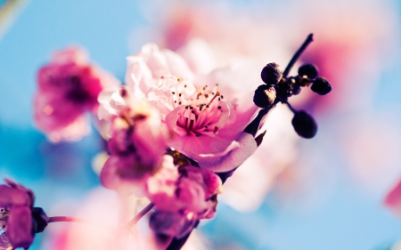 BEAUTIFUL SPRING FLOWERS - BEAUTIFUL, PINK, GORGEOUS, FLOWERS