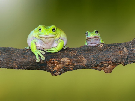 Me and my little friend - green, two, branch, frogs