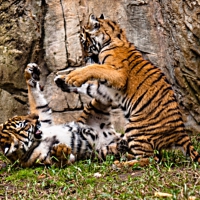 playing tigers