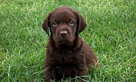 labrador pup - chocolate, in, grass, the