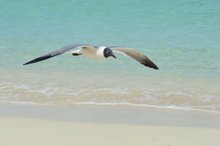 Seagul - white, body, silver, dark, head