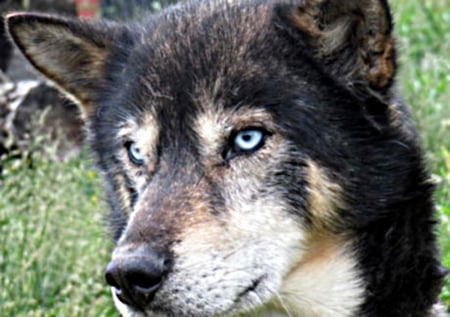 dog face - bright, stare, eyes, blue