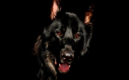 german shepherd - animal, black, dog, german shepherd