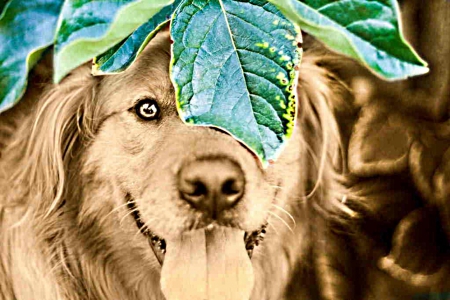 dog - on, underneath, head, leaf