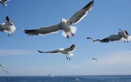 seaguls - group, birds, Above, seas