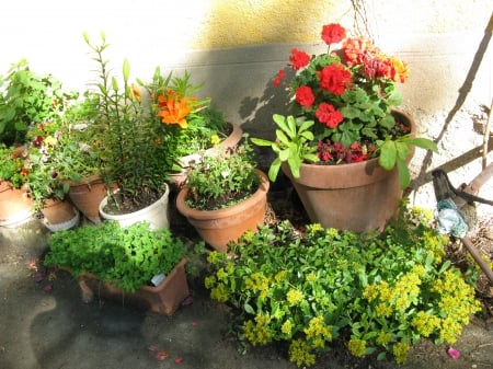 French patio - plants, flowers, France, garden