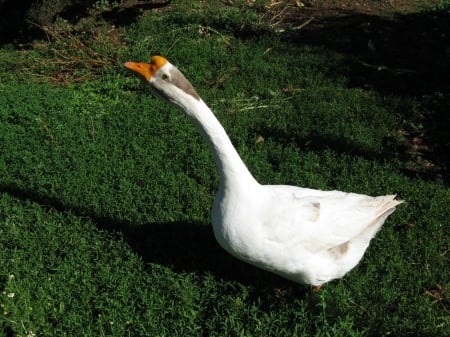 Fifi the goose - farm, france, animals, geese