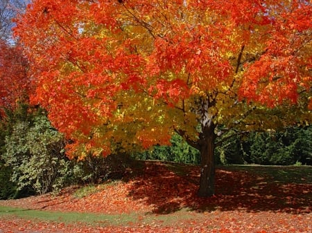 autumn tree - fall, color, trees, autumn