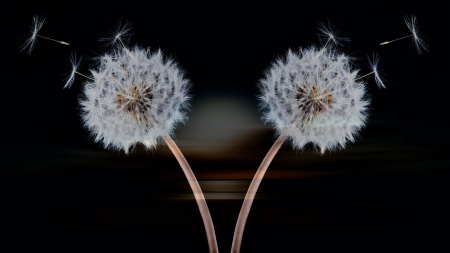 time to say goodbye - dandelions, wp, abstract, dark