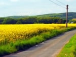 rape field