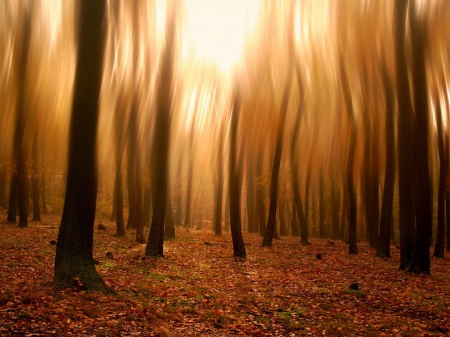 Magic Forest - bokeh, trees, blurred, nature, forest, warm, shadowy, amber, spooky