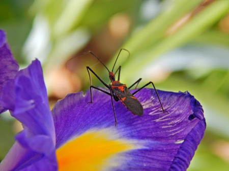 Assassin On Flower - nature, assassin, iris, flower