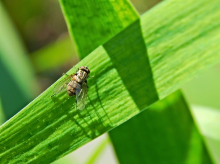 House fly - nature, bug, green, leaf, housefly