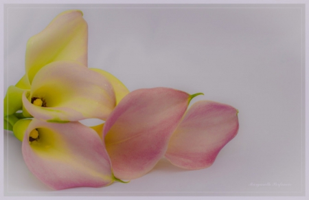 Calla - flower, yellow, calla, pink