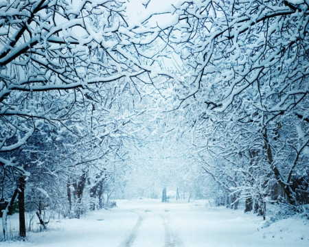 Winter day - path, winter, trees, nature