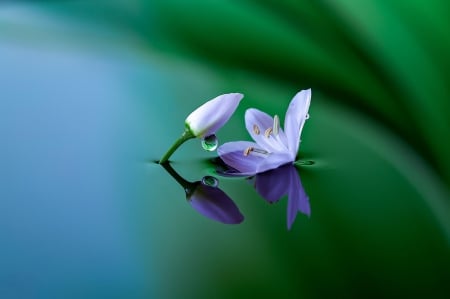 I am here for You - nature, purple, flowers, flower