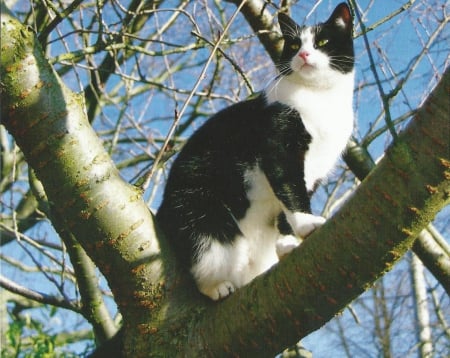 Cat - cute, paws, tree, cat