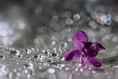 Upon a Star ♥ for Dreamer Luiza ♥ - petal, purple, silver, drops, violet, flower