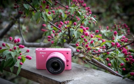 Pretty in Pink - nikon, camera, splendor, spring, spring time, pink, flowers, wooden, nature