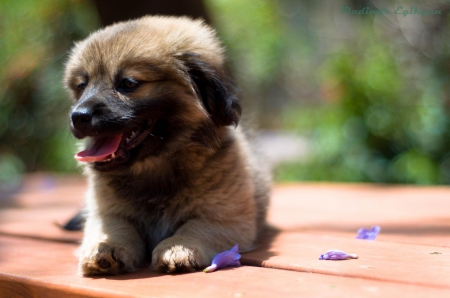 Dog - puppy, animals, lovely, pretty, puppys, beautiful, dog, animal, dogs, sweet, cute