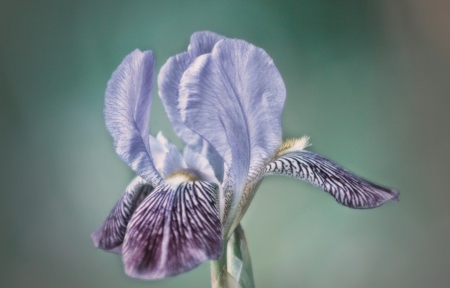 Fine Line - fine, iris, flower, line