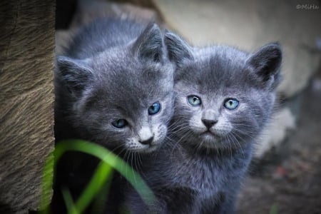 Cats - hat, pretty, cat face, beautiful, lovely, paws, cat, kitten, cute, cats, face, sleeping, animals, kitty