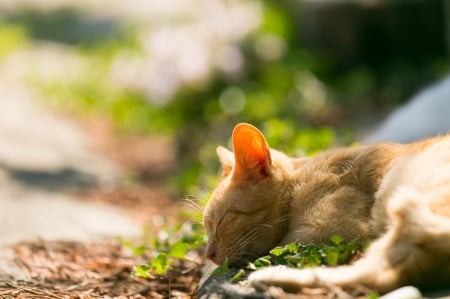 Cat - paws, face, pretty, cute, animals, beautiful, cat, sleeping, kitty, cats, kitten, hat, lovely, cat face