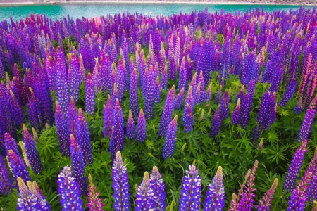 Lupinus field - nature, purple, lupinus, field, flower