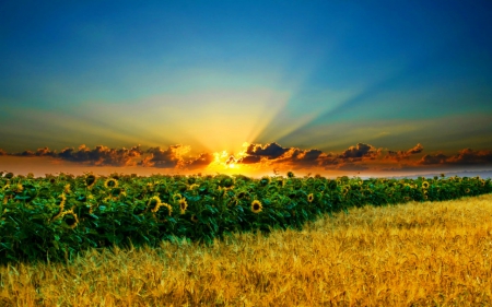 Sunflower field - sunflower, nature, sky, field, flower