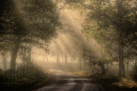 Morning mist - road, mist, morning, rays