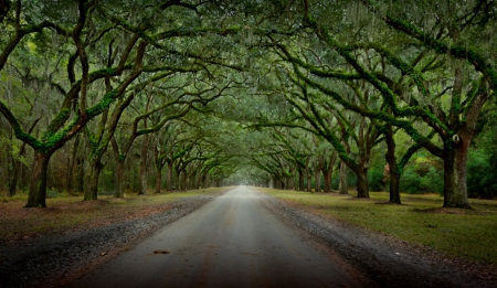 Oak drive - tree, oak, road, stunning