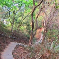 stairs on a forest mountain path