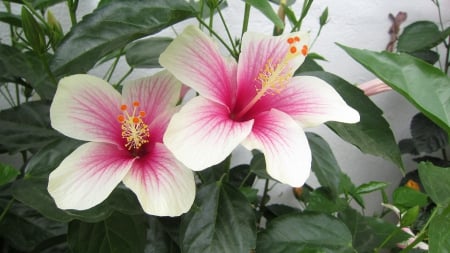 Hibiscus - hibiscus, flower, soft, beautiful