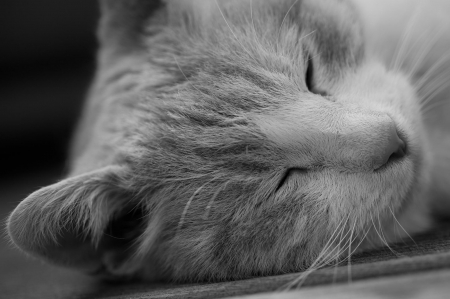 Cat - paws, face, pretty, cute, animals, beautiful, cat, sleeping, kitty, cats, kitten, hat, lovely, cat face