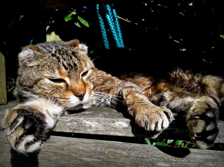 Cat - paws, face, pretty, cute, animals, beautiful, cat, sleeping, kitty, cats, kitten, hat, lovely, cat face