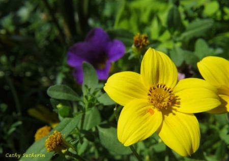 Spring Blooms - flower, purple, blooms, yellow, nature, blue