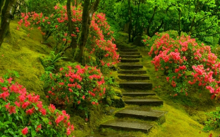 Beautiful garden - pretty, roses, trees, beautiful, forest, lovely, flowers, stairs, nature, garden