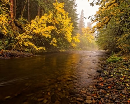 * River in autumn forest * - river, forest, nature, autumn