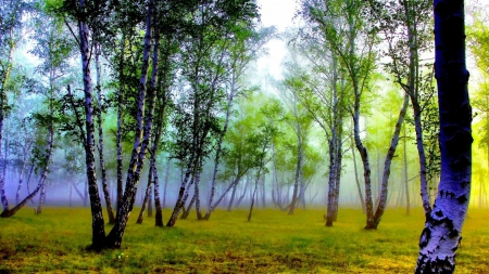 mystical birch forest hdr - forest, birch, hdr, grass, mist