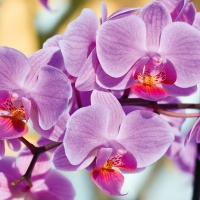 Lovely pink orchids